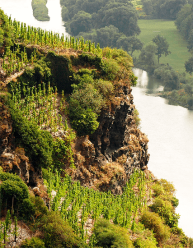 Dr Hermann, "Mosel er Cool"-pakke (12 fl.)
