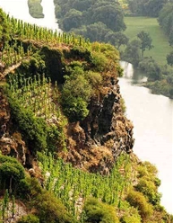 Dr Hermann, "Det store Mosel-Kup" (12 fl.)