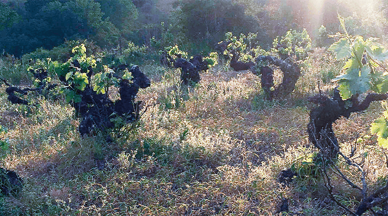 Michelini's mesterlige Bierzo