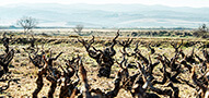 Zorzal's utrolige Navarra-vine